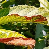 Hloroza listova jabuke: liječenje i fotografija